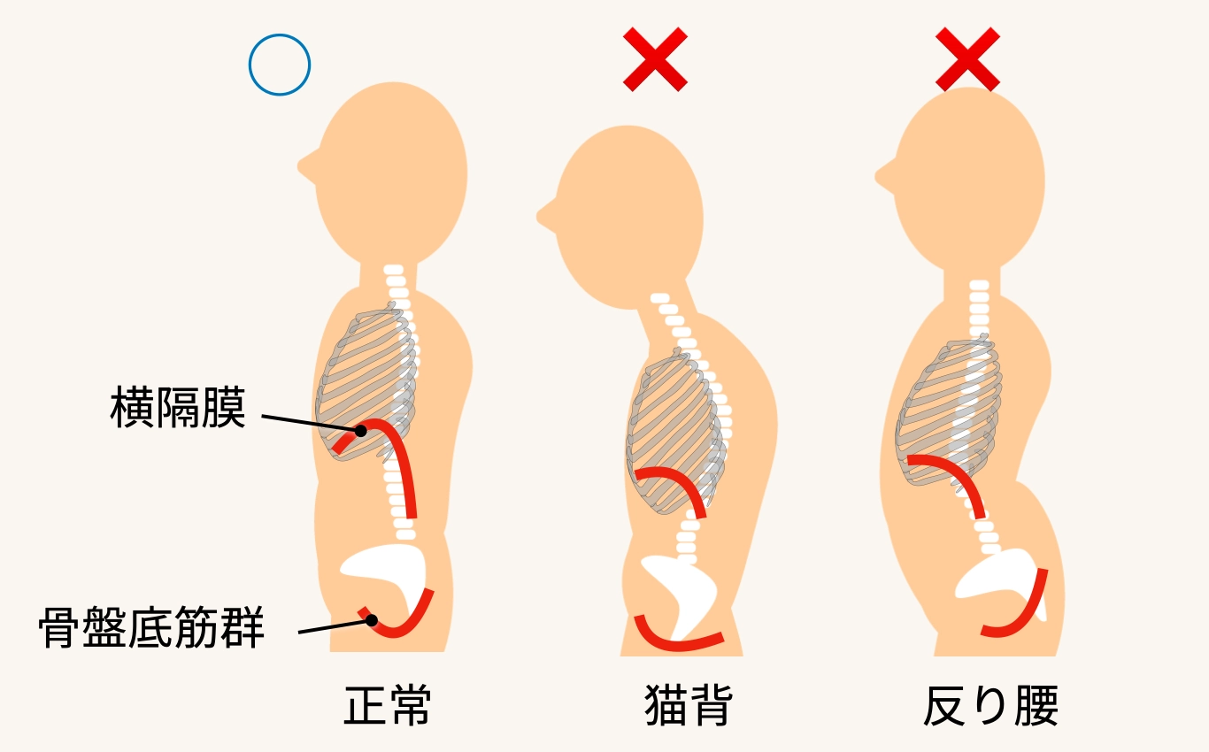 姿勢不良による横隔膜の位置ズレ